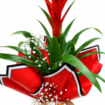 Kırmızı Guzmania